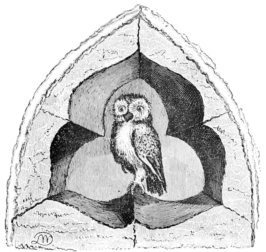 Owl