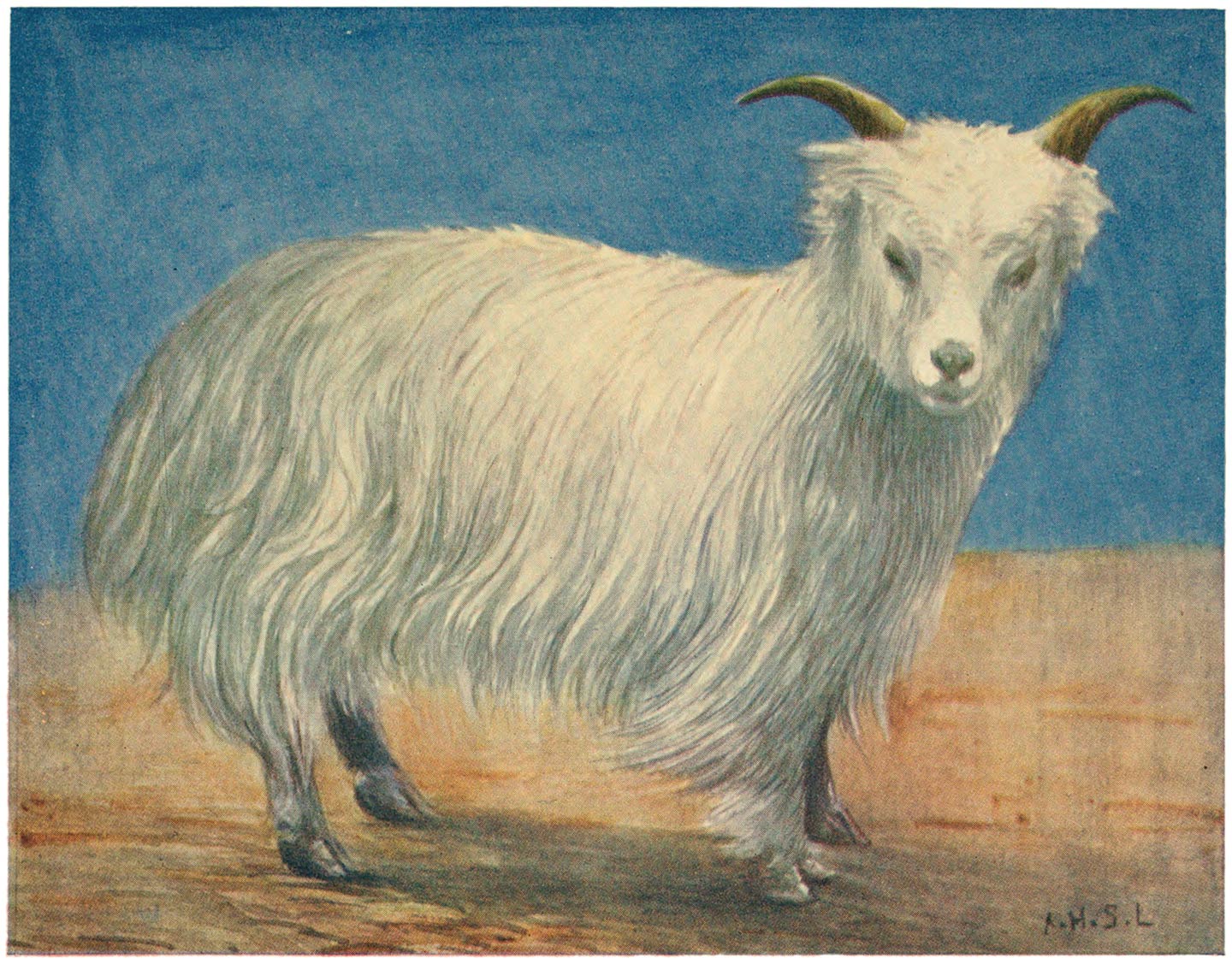 Tibetan Goat