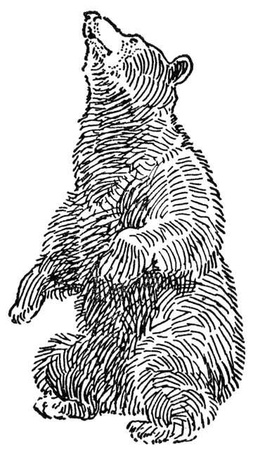 Sitting bear.