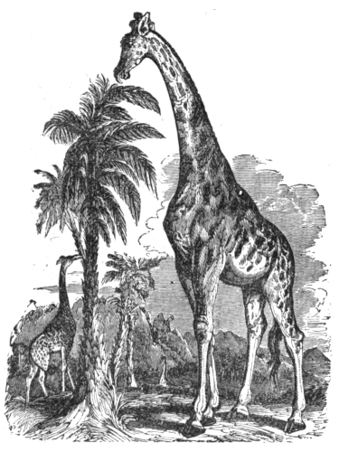 Giraffe