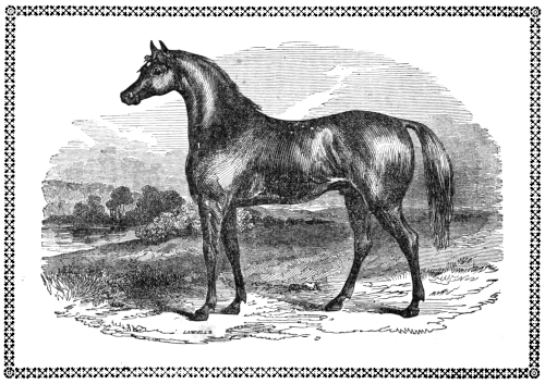 Horse