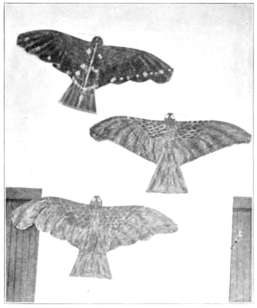 bird kites