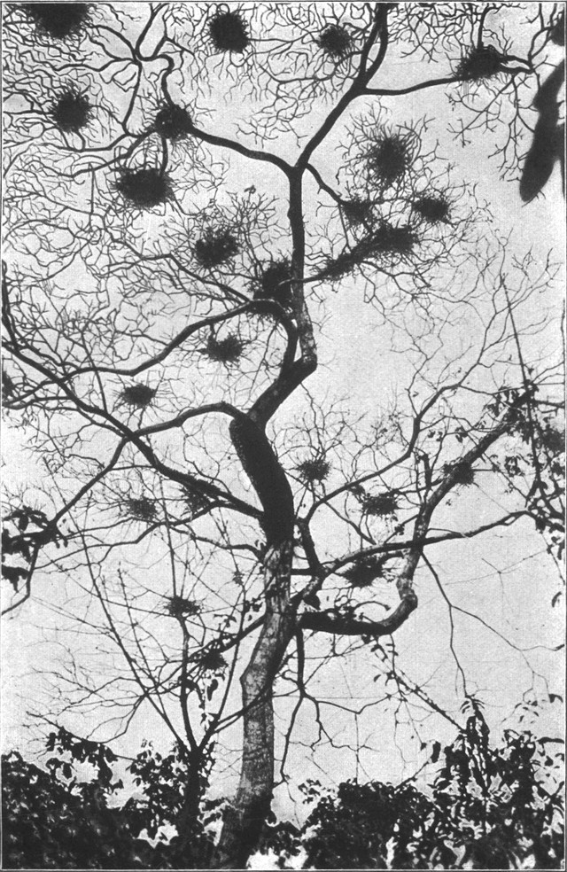 Vogelnester in einem hohen Baum