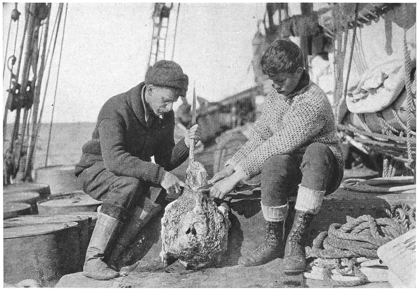 Harry Raven, Zoölogist, Shows how to Clean a Narwhal Skull.