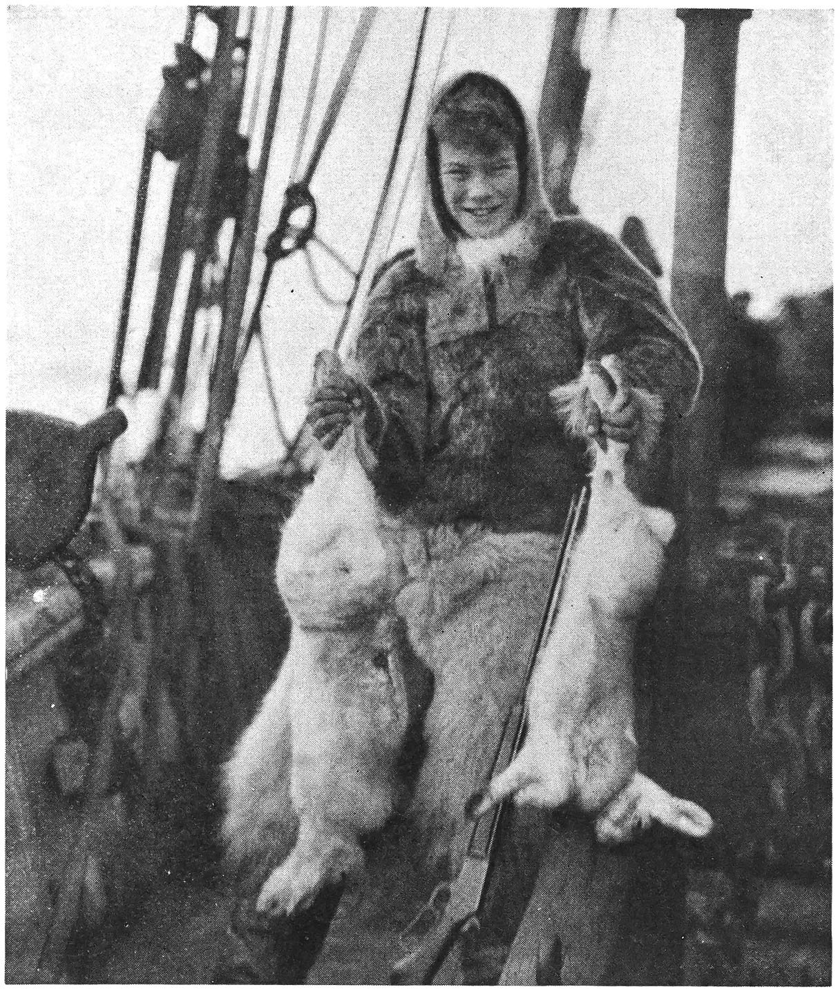 Two Arctic Hare from Pond’s Inlet.