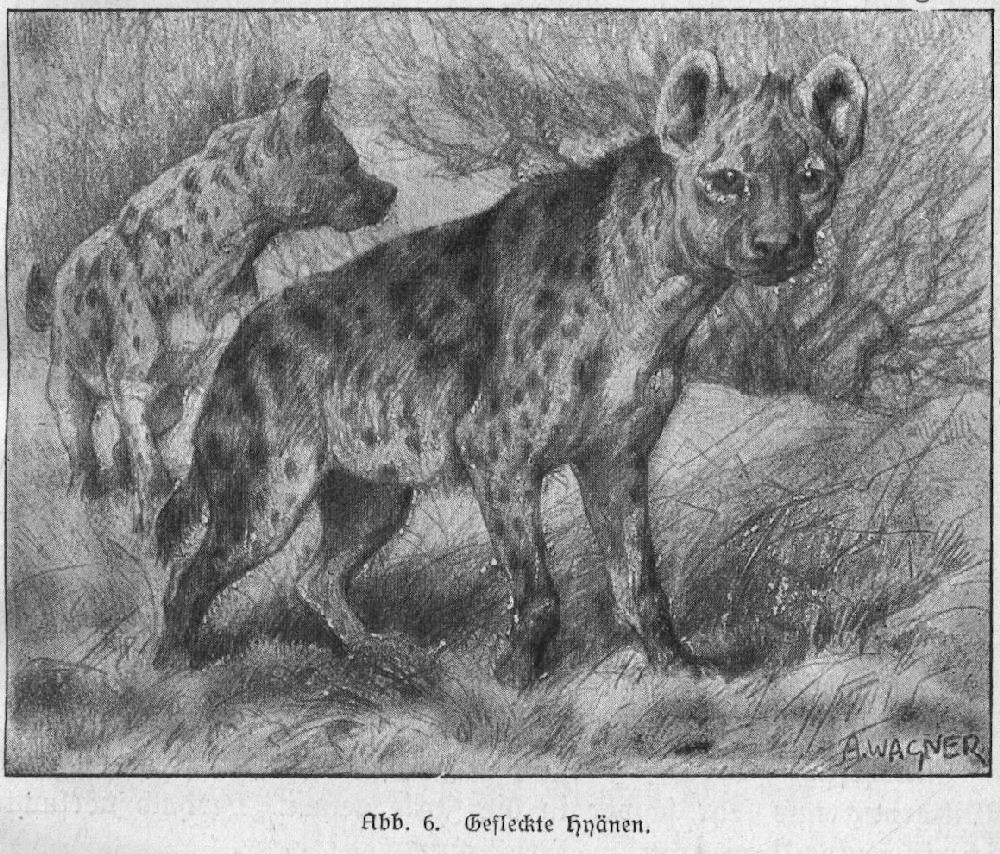 Hyänen
