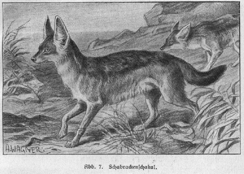 Schakal