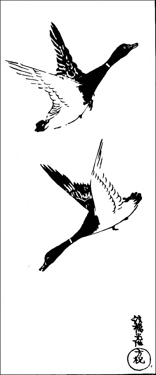 Wild Ducks