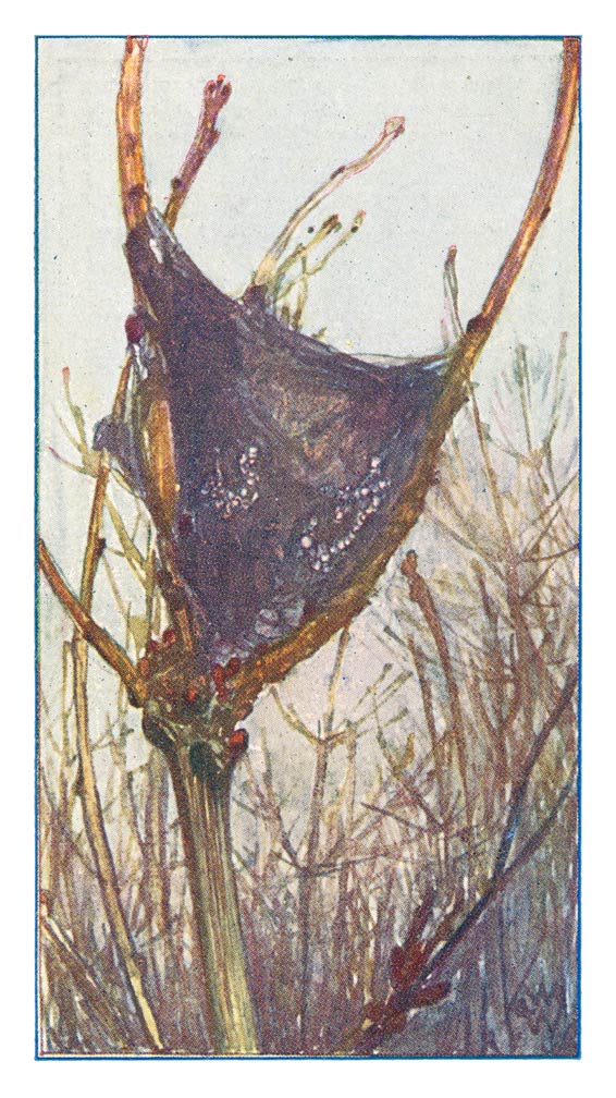 121