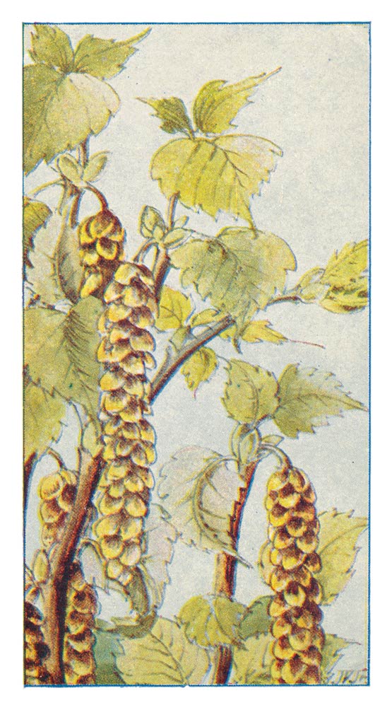 129