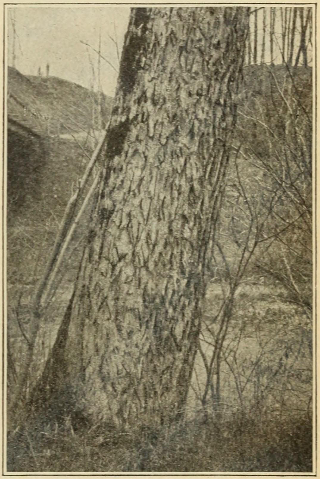 Butternut (Juglans cinerea), trunk.