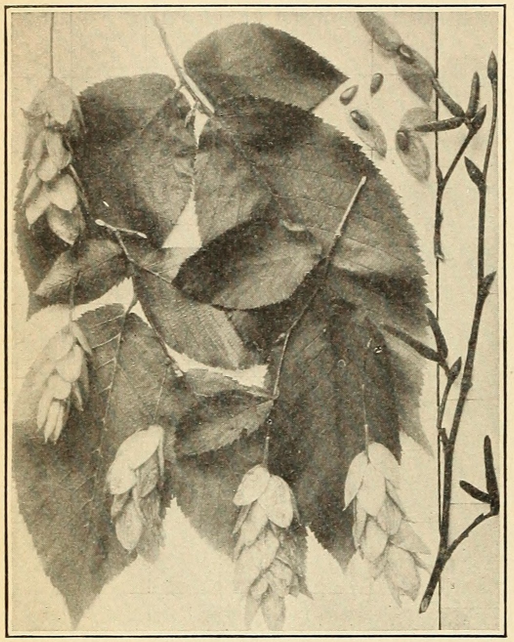 Ironwood (Ostrya virginiana),                         leaves and fruit.