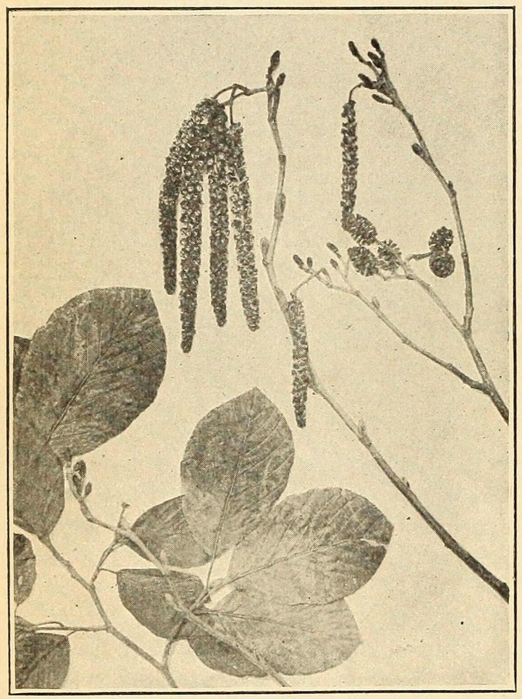 Tag-alder (Alnus rugosa), leaves, catkins, and fruit.