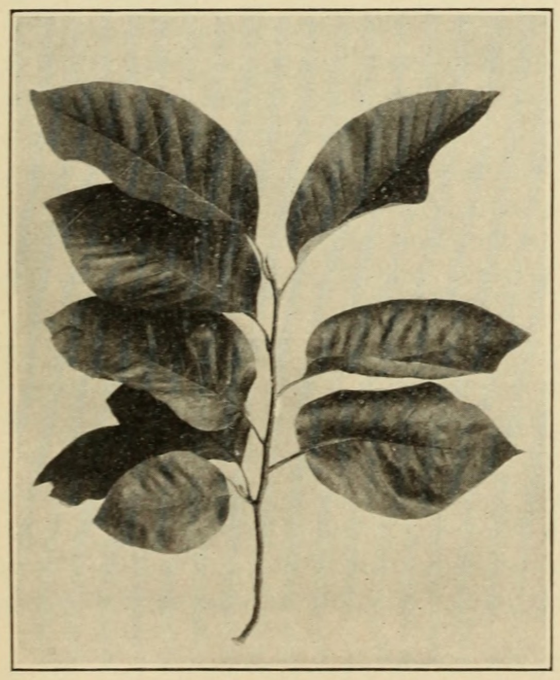 Cucumber-tree (Magnolia acuminata),                     leaves.