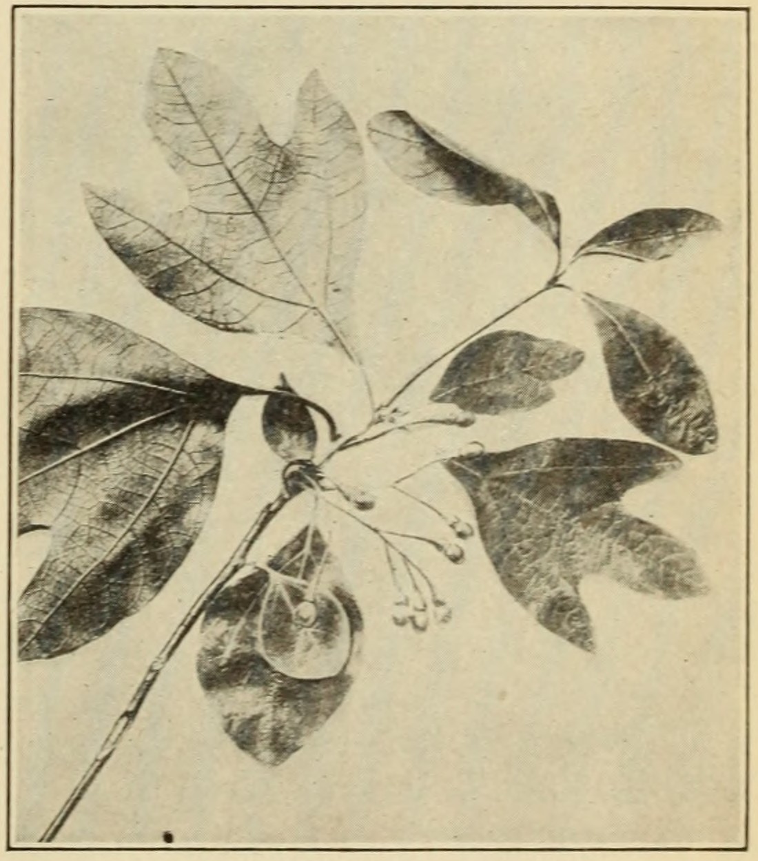 Sassafras (Sassafras sassafras),                     leaves and fruits.