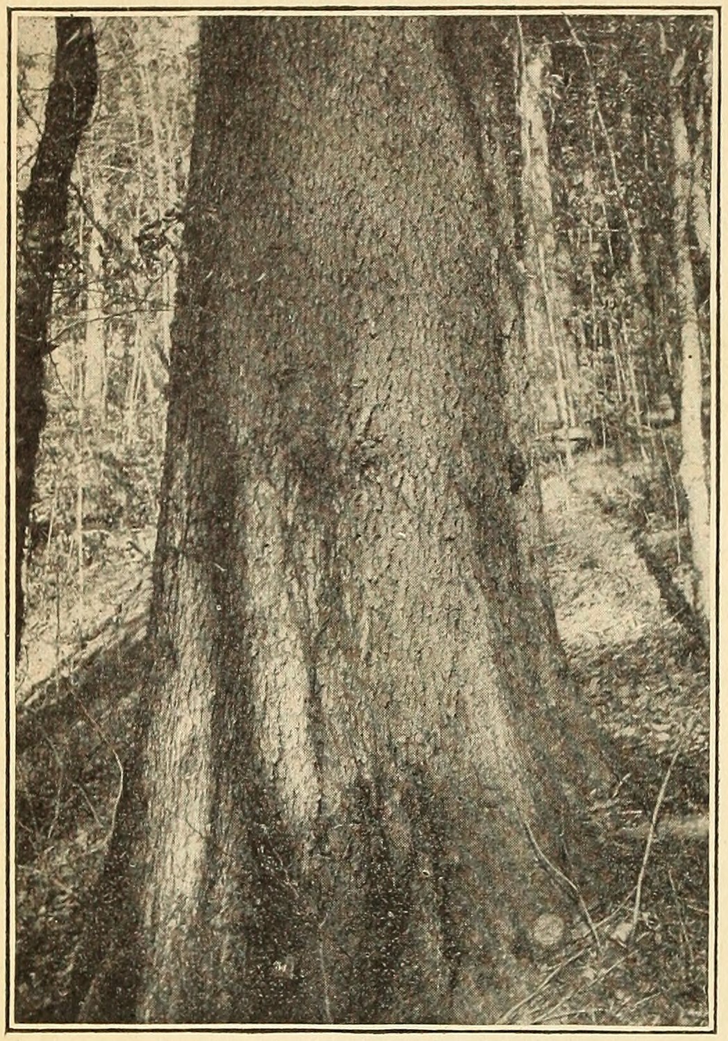 Wild cherry (Prunus serotina),                         trunk.