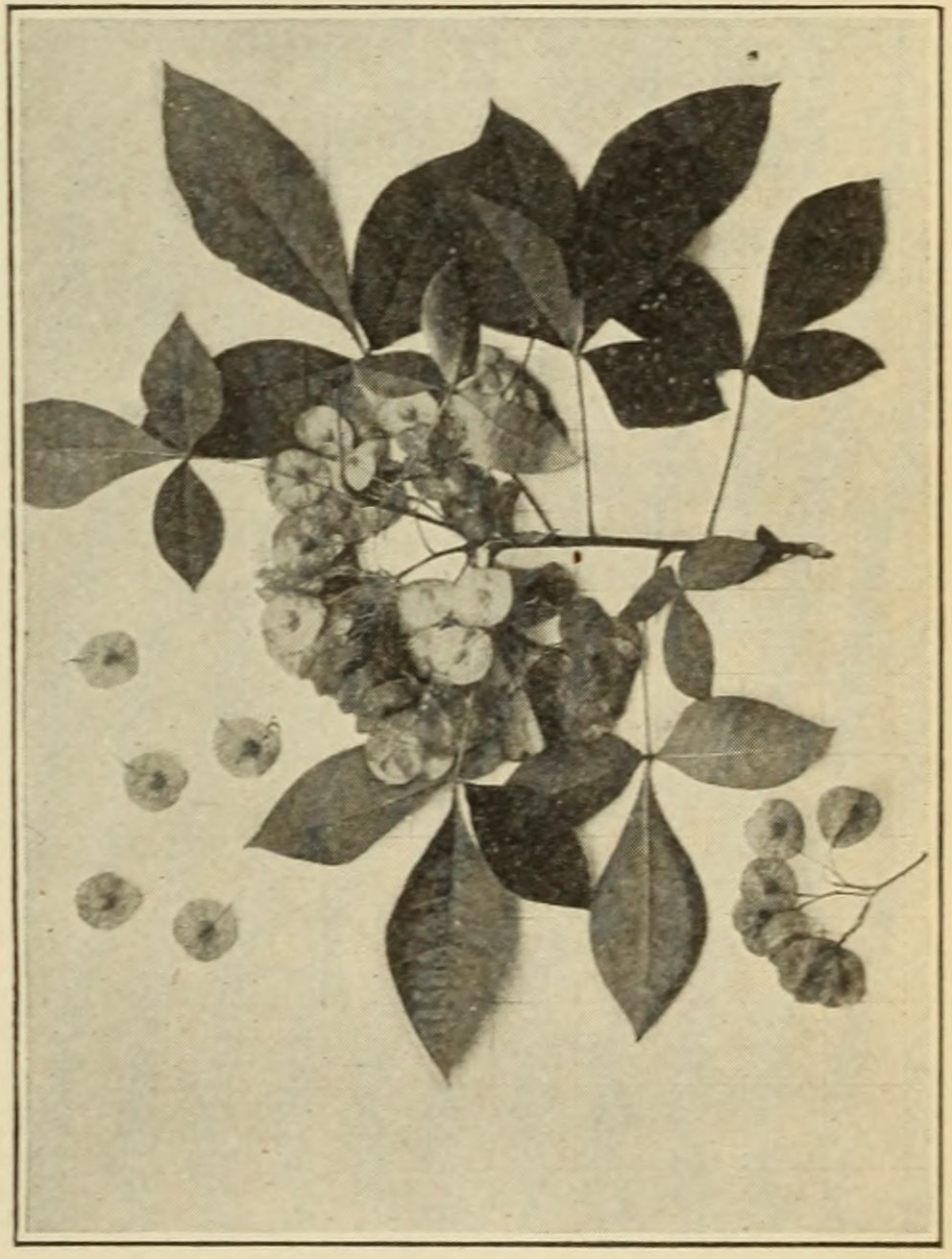 Wafer-ash (Ptelea trifoliata),                     leaves and fruits.