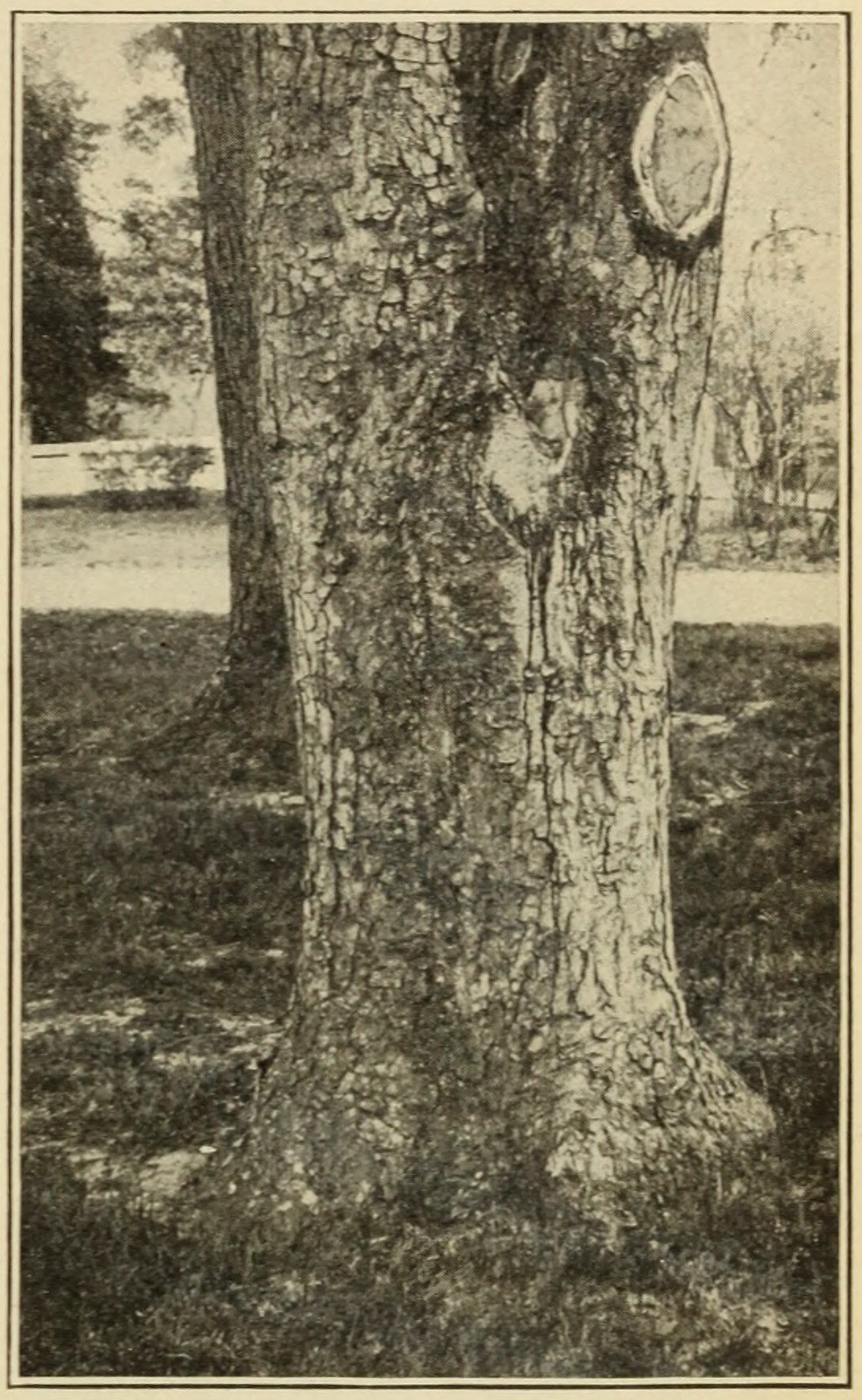 Horse-chestnut (Aesculus hippocastanum),                     trunk.