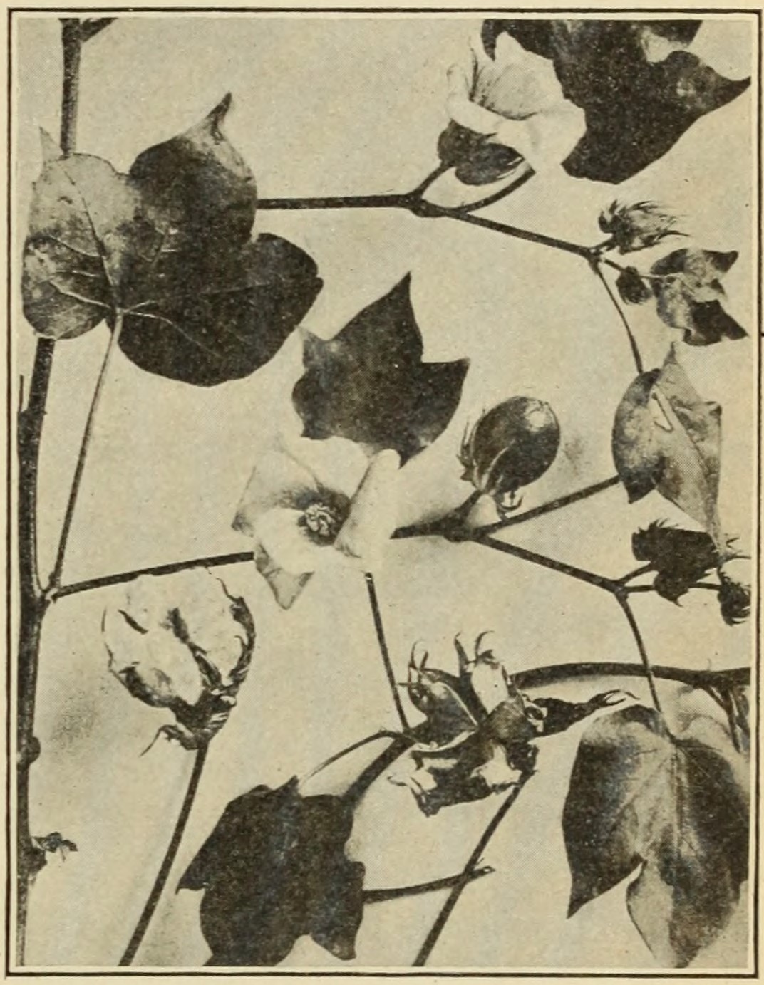 Cotton (Gossypium hirsutum),                     leaves, flowers, and bolls.