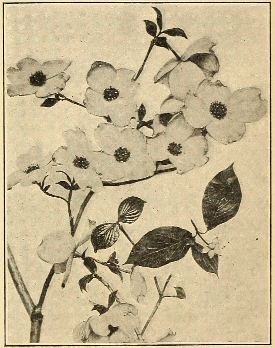 Dogwood (Cornus florida), leaves,                     flowers, and fruits.
