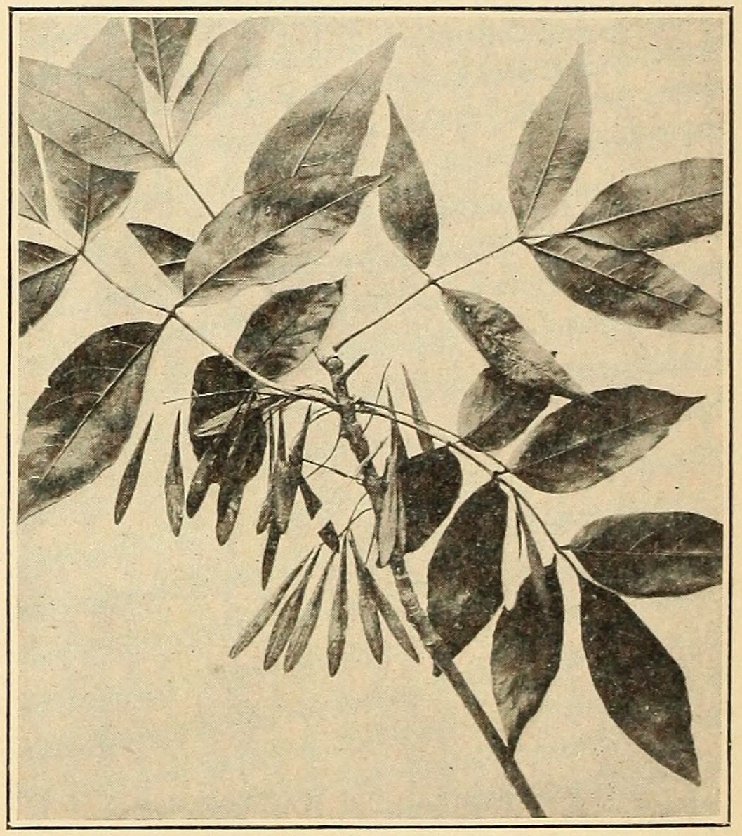 White ash (Fraxinus americana),                     leaves and fruits.