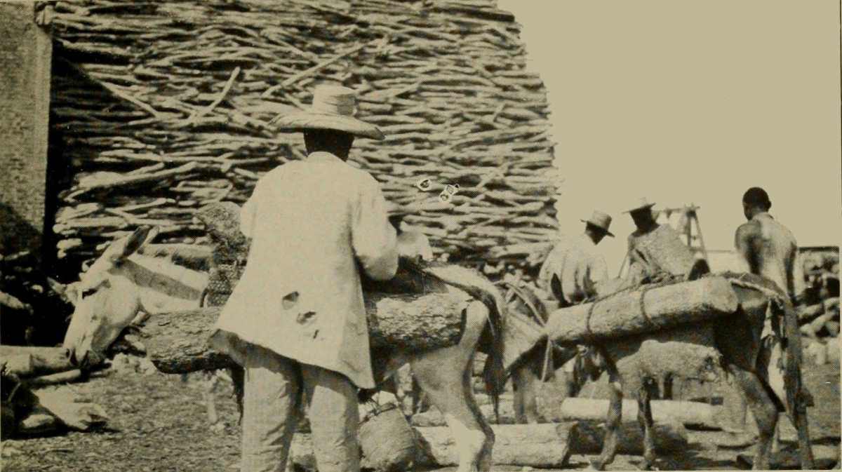 METHOD OF TRANSPORTING LIGNUM-VITAE LOGS IN HAITI