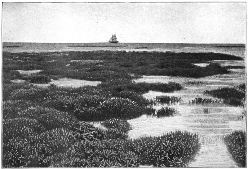 Portion of the reef above the surface