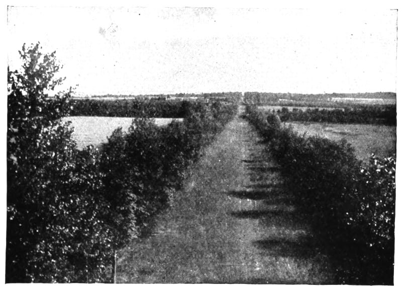 A straight grassy road lined by trees.