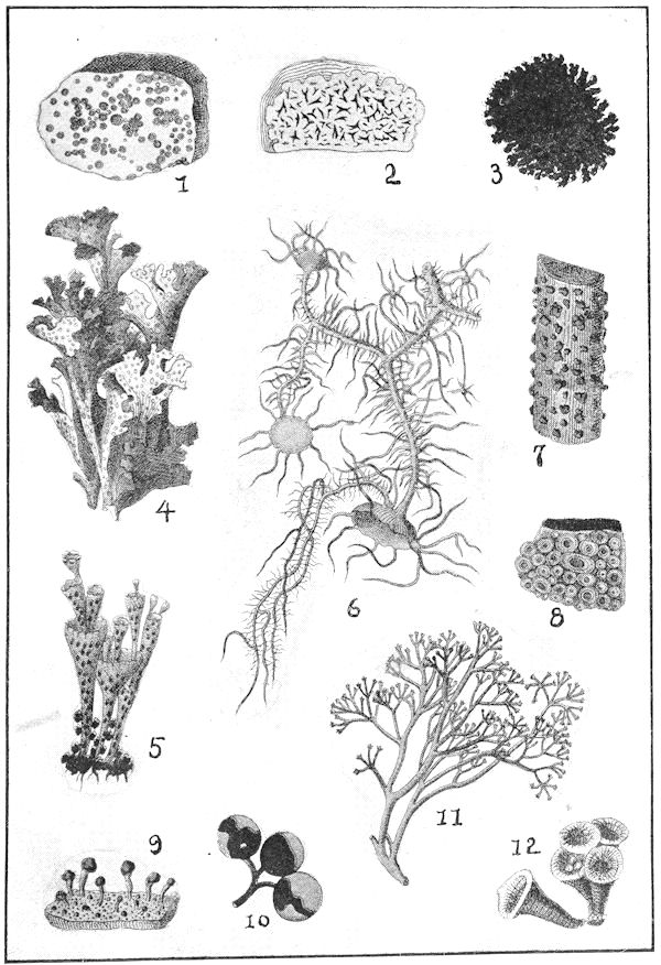 Drawings of various lichens and fungi