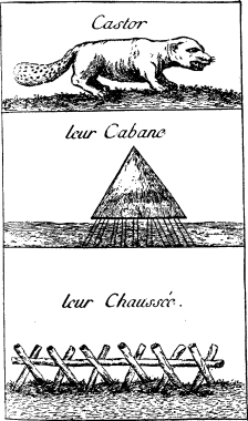 TOP: Beaver—MIDDLE: Beaver lodge>—BOTTOM: Beaver dam