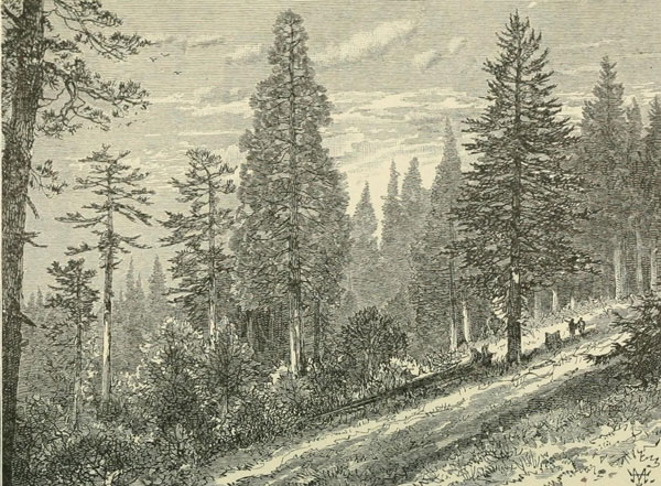 FOREST OF SEQUOIA, SUGAR PINE, AND DOUGLAS SPRUCE.