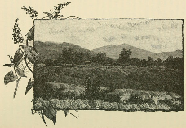 WILD BUCKWHEAT.&mdash;A BEE RANCH IN THE WILDERNESS