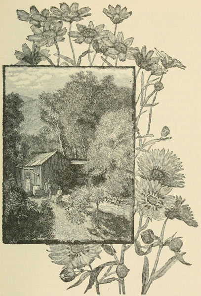 A BEE-KEEPER&rsquo;S
CABIN.&mdash;BURRIELIA (ABOVE).&mdash;MADIA (BELOW)