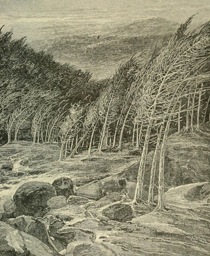 A WIND-STORM IN THE
CALIFORNIA FORESTS. (AFTER A SKETCH BY THE AUTHOR.)