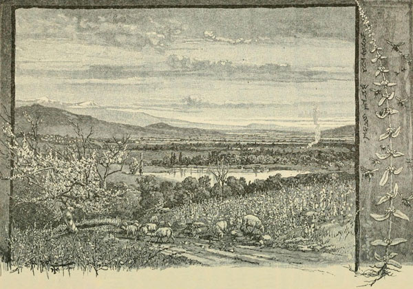 IN THE SAN GABRIEL VALLEY.&mdash;WHITE SAGE