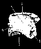 SECOND PHALANX OR OS CORON&AElig;