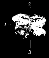 SECOND PHALANX OR OS CORON&AElig;