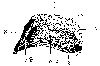 INTERNAL FEATURES OF THE WALL, FROG, AND SOLE