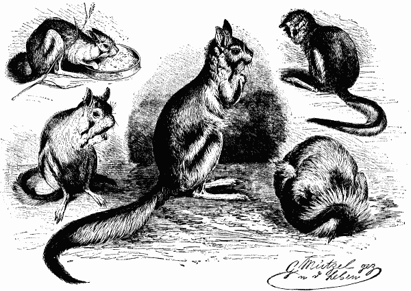 JERBOA IN THE ZOOLOGICAL GARDEN OF BERLIN.&mdash;DRAWN FROM
LIFE BY G. MUTZEL.