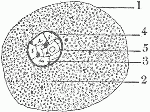 Fig. 1&mdash;Diagram Of Cell. 1. Cell membrane. 2. Cell substance or cytoplasm. 3. Nucleus. 4. Nuclear membrane. 5. Nucleolus.