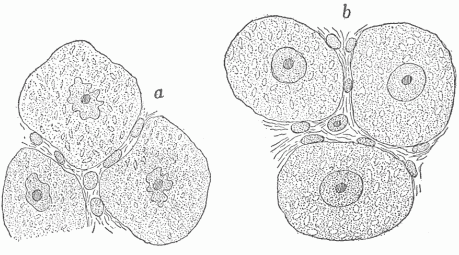Fig. 13&mdash;Nerve Cells Of An English Sparrow (a) Cells after a day's full activity, (b) cells after a night's repose In (a) the cells and nuclei are shrunken and the smaller clear spaces in the cells are smaller and less evident than in (b). (Hodge)
