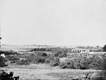 At Sarona. A view from our camp. R.A.F. Hangars can be seen in the distance.