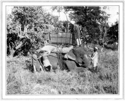 HOWDAH ELEPHANT TRAINING MADE EASY
HE IS FED WITH "GOOR" OR CRUDE SUGAR BEFORE STARTING ON THE TIGER
HUNT