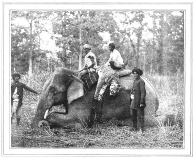 TIGRESS ALSO IS SLAIN
THE BODY BORNE BACK TO CAMP ON ONE OF THE PAD-ELEPHANTS