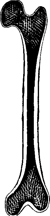 Illustration:
Fig. 8. Thigh-bone, sawn open lengthwise.