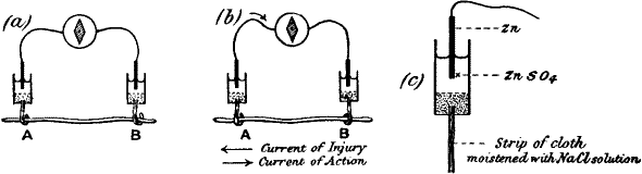 Fig.&nbsp;2.&mdash;Electric Method of Detecting Nerve Response