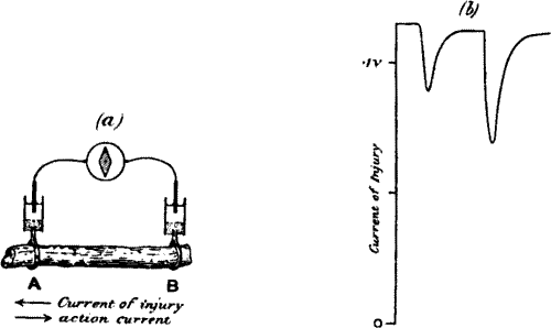 Fig.&nbsp;6.&mdash;(a) Experiment for Exhibiting Electric Response in Plants by Method of Negative Variation. (b) Responses in Leaf-stalk of Turnip to Stimuli of Two Successive Taps, the Second being Stronger.