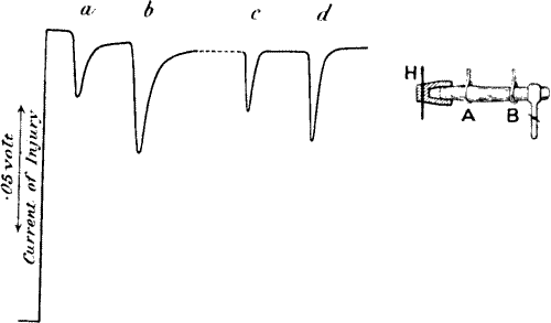 Fig.&nbsp;12.&mdash;Response in Plant to Mechanical Tap or Vibration
