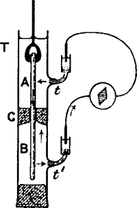 Fig.&nbsp;15.&mdash;Response in Plant (from the Stimulated A to Unstimulated B) Completely Immersed Under Water
