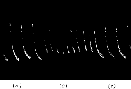 Fig.&nbsp;20.&mdash;Record Showing Diminution of Response when Sufficient Time is not Allowed for Full Recovery